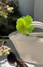 Celia Hair Clip Lime